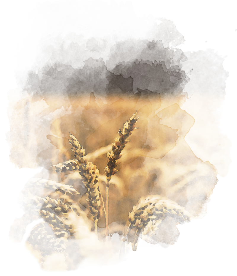 Schweiz. Verband der Bestattungsdienste Ein Weizenfeld mit Bäumen im Hintergrund.